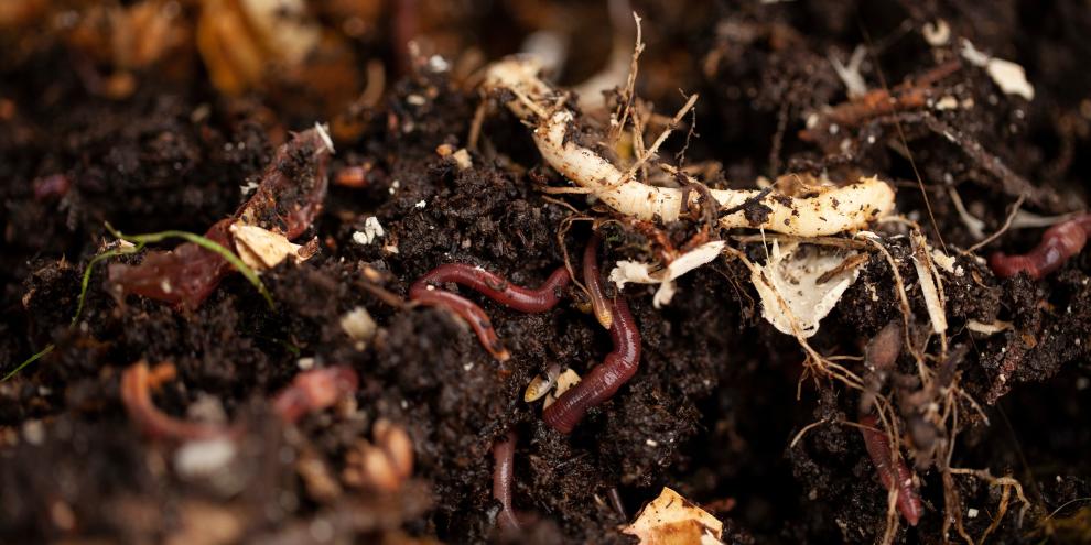 Regenwürmer lockern in verdichteten Rückegassen nur die oberste Bodenschicht zeitnah wieder auf. Regenwürmer lockern in verdichteten Rückegassen nur die oberste Bodenschicht zeitnah wieder auf.