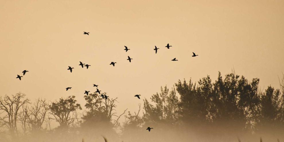 Enten-Schof-See