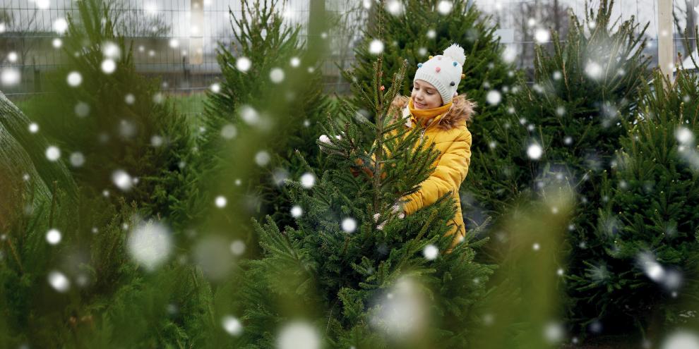 Immer weniger Kinder erleben den typischen Duft eines natürlichen Weihnachtsbaums.
