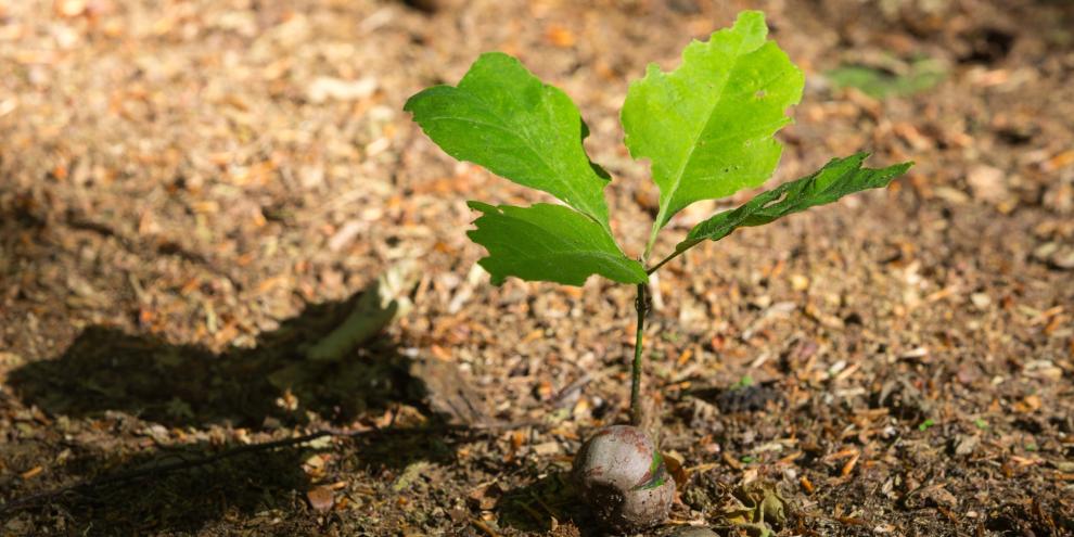 Naturverjüngung ist die häufigste Methode, um deutsche Wälder zu regenerieren. Naturverjüngung ist die häufigste Methode, um deutsche Wälder zu regenerieren.