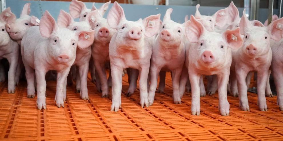 Bei einem Ereignisfall im Schweinstall können Landwirte diesen künftig unkompliziert digital mit einem Online-Formular melden.