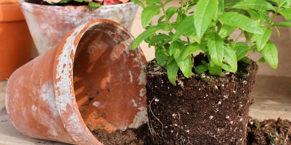 Mit einfachen Hausmitteln lassen sich Terrakotta-Töpfe reinigen. Mit einfachen Hausmitteln lassen sich Terrakotta-Töpfe reinigen.