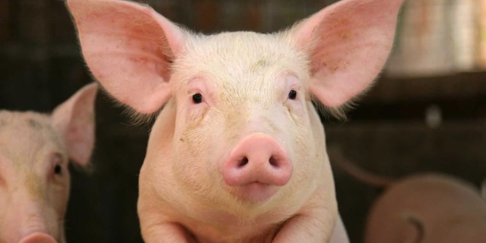 Forschende wollen Schweine züchten, die gegen das Virus der Klassischen Schweinepest resistent sind (Symbolbild).