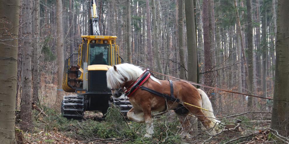 Rückepferd im Wald