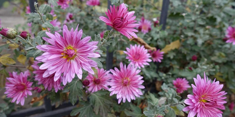 Chrysanthemen oder Winterastern sorgen im Herbst für späte Farbenpracht.