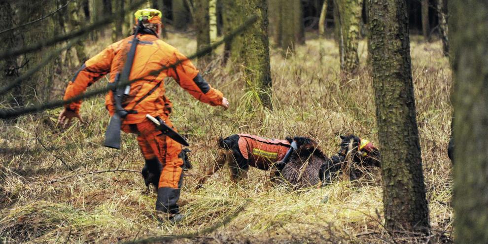 Eine brenzlige Situation: Die Hunde stellen ein krankes Stück Schwarzwild. Da gilt es für den Hundeführer einen kühlen Kopf behalten.