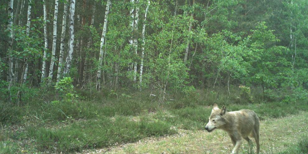 Die alte Wolfsfähe war nicht nur im Wald bei Elsterheide unterwegs, sondern mehrfach auch in der Nähe von Wohngebäuden gesehen worden.