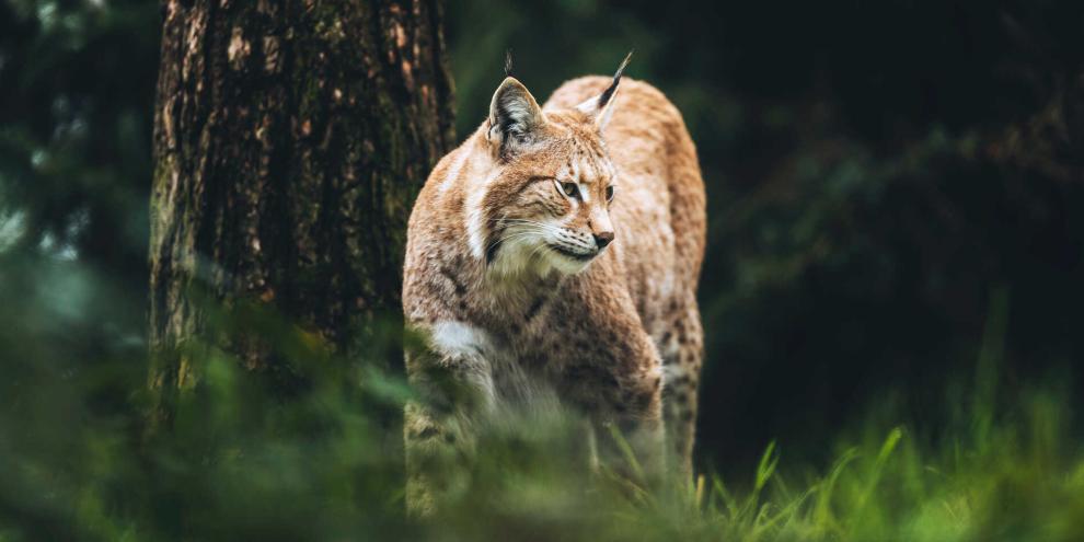 Eine Luchsin aus der Ukraine soll den Nationalpark Harz verstärken (Symbolbild).