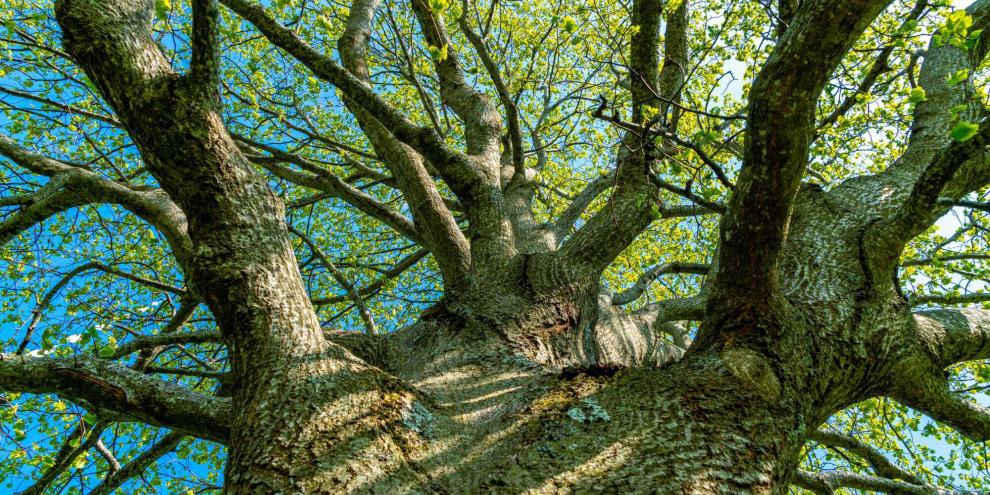 Zwei Künstler wollen mit ihrem Projekt den Baum als Lebewesen sichtbar machen - und bringen die Blätter zum Klingen. (SYMBOLBILD)