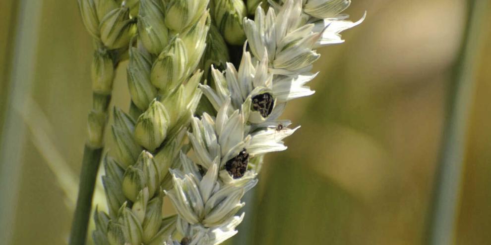 Ohne Beizen ist besonders Ökosaatgut durch Weizensteinbrand gefährdet. Aktuelle Resistenzversuche der Landwirtschaftskammer Niedersachsen zeigen klare Sortenunterschiede.Landpixel