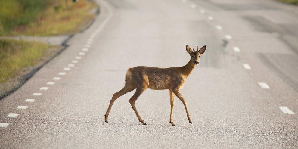 In der Dämmerung ist die Gefahr am größten: Rehe überqueren auf der Futtersuche plötzlich Straßen – für Autofahrer oft zu spät erkennbar.