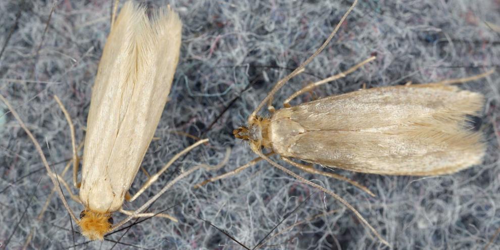 Kleidermotten fliegen 
auf teuren Stoff. Kleidermotten fliegen 
auf teuren Stoff.