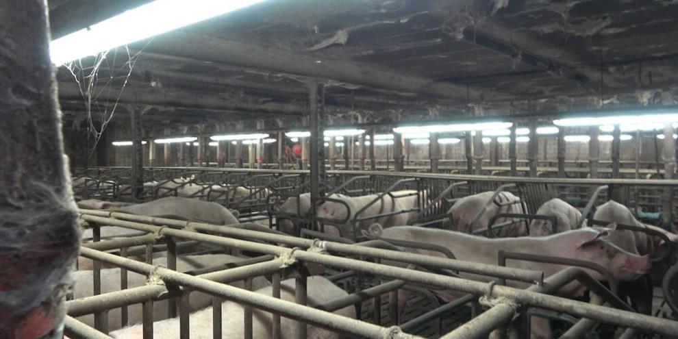 Blick in einen Sauenstall Blick in einen Sauenstall