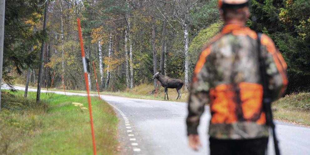 Elchjagd in Schweden zieht viele in ihren Bann. Auch unseren Autor. Elchjagd in Schweden zieht viele in ihren Bann. Auch unseren Autor.