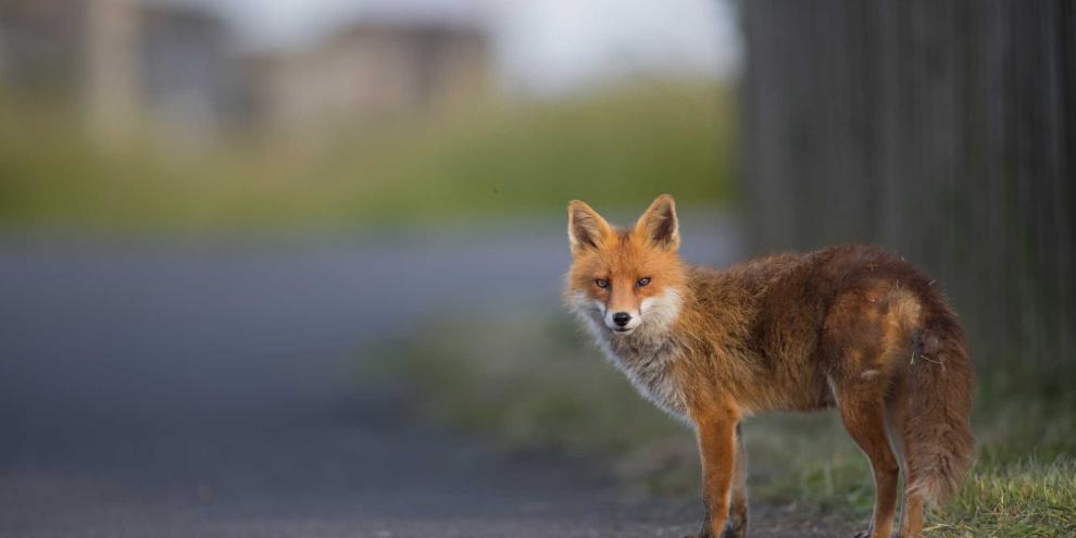Ein Fuchs hatte sich bei seinem Streifzug in eine missliche Lage gebracht und so das Internet einer Kleinstadt lahm gelegt. Ein Fuchs hatte sich bei seinem Streifzug in eine missliche Lage gebracht und so das Internet einer Kleinstadt lahm gelegt.