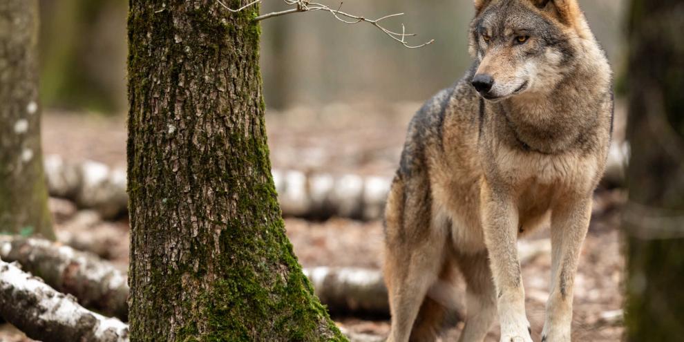 Die Genehmigung zum Wolfsabschuss im Landkreis Cuxhaven wurde vorerst gestoppt.