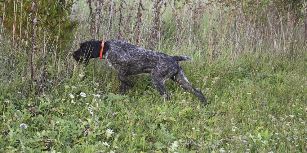Neben Stöberhunden eignen sich zum Buschieren auch Vorstehhunde.