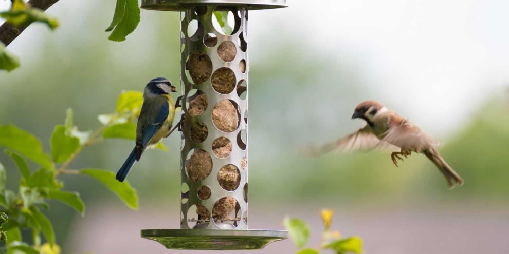 Kann die Vogelgrippe auch für unsere Gärtenvögel zu Gefahr werden? Sollte man deshalb auf die Fütterung im Garten verzichten?
