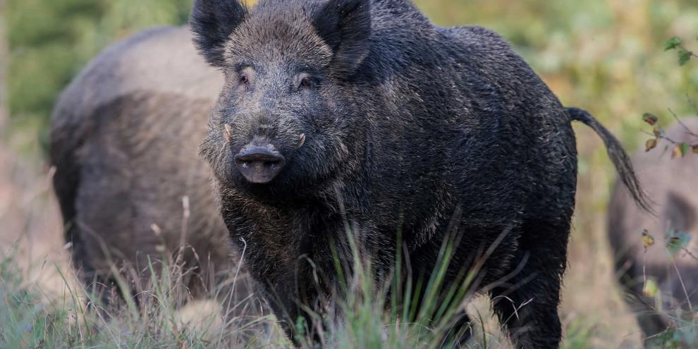 In der Stadt Kato kam mutmaßlich zu einem Angriff auf einen Menschen durch ein Wildschwein (Symbolbild).