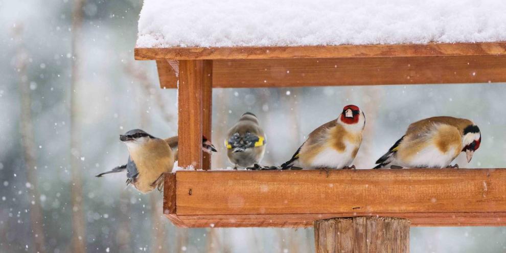 Das Federkleid von Distelfink (re.) und Kleiber (li.) hebt sich von der weißen Winterkulisse gut ab.