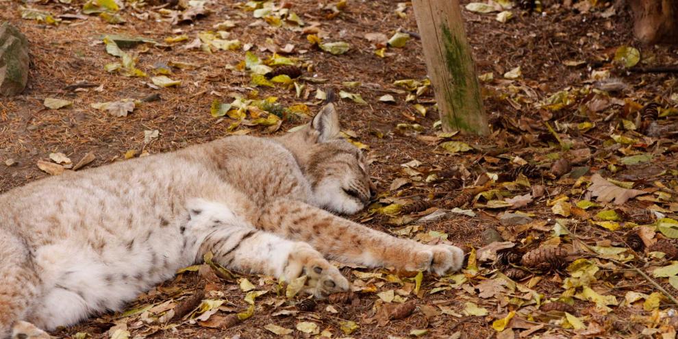 Der getötete Luchs litt an Staupe (Symbolbild).