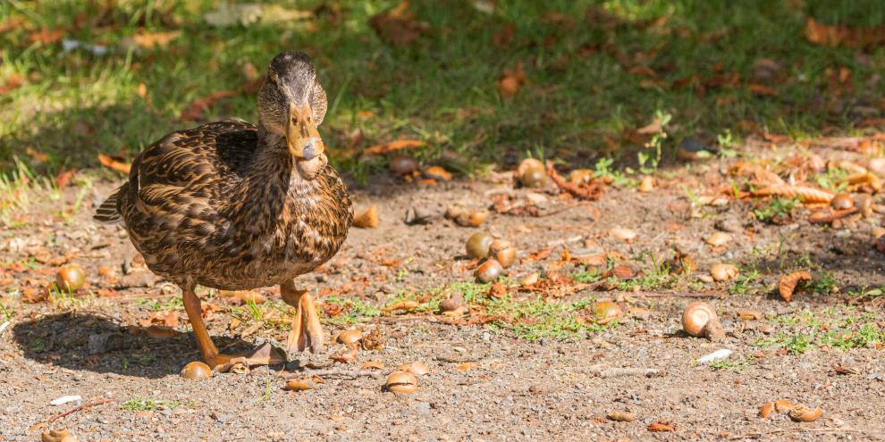 Enten nehmen Eicheln als Energiereiche Nahrung auf.