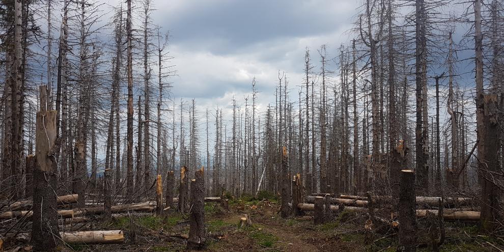 Schadholzfläche im Harz