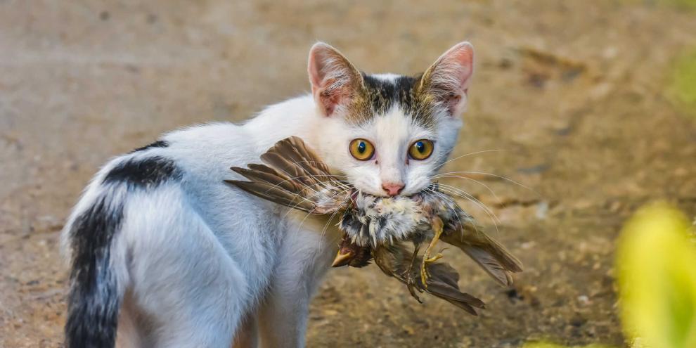Auch Katzen können sich mit der Vogelgrippe infizieren. In Niedersachsen sollen sie deshalb getestet werden (Symbolbild).