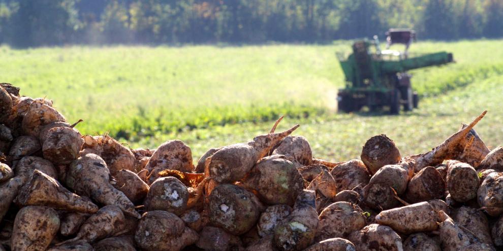 Weniger anbauen und bessere Preise: Ist das das Rezept, das Rübenanbauern hilft?