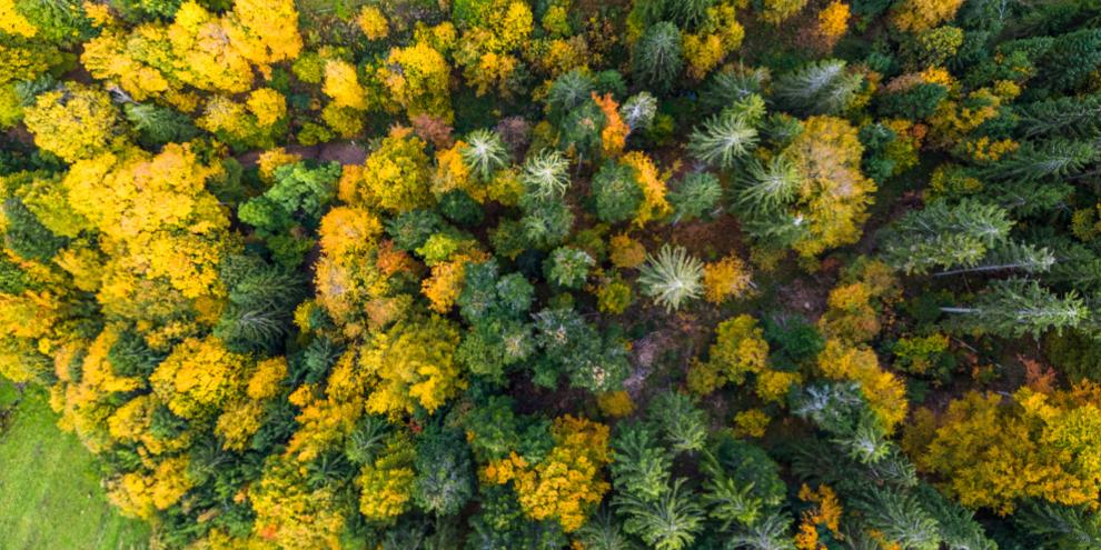 Eine bunte Mischung der Baumarten und Wassernutzungsstrategien hilft Wäldern bei Dürre.