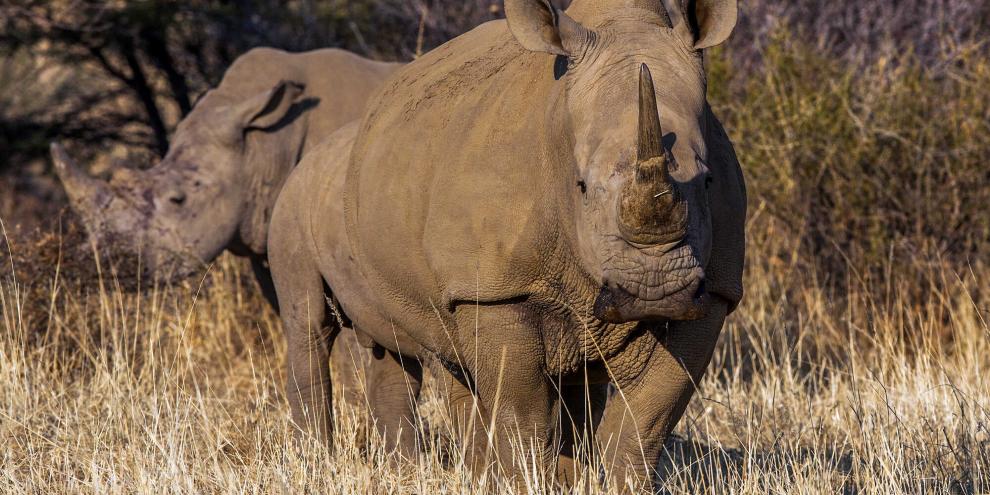 Der Handel mit Nashornhorn ist verboten. Eine Rhinozeros-Farm in Südafrika klagte dagegen und bekam Recht (Symbolbild).