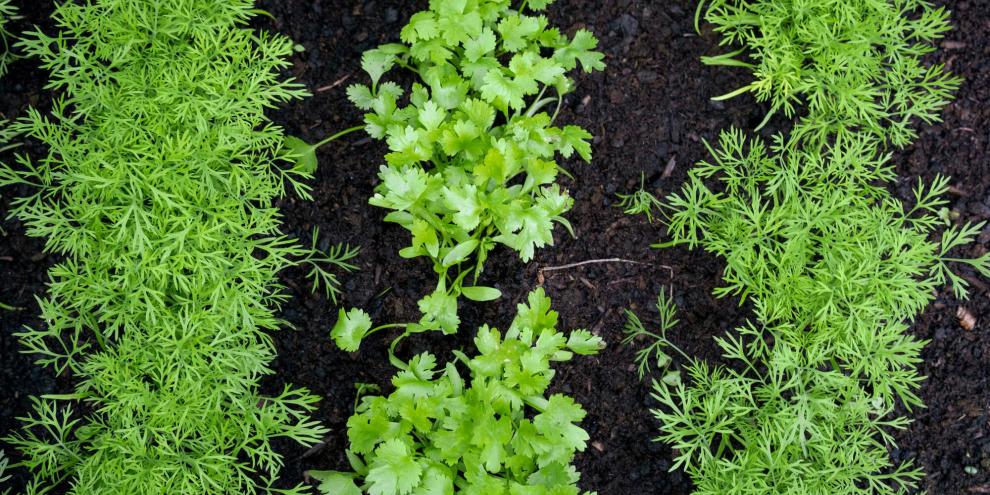 Dill und Koriander brauchen zum Keimen feuchte, humusreiche Erde.