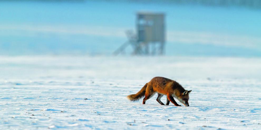 Fuchs schnürt vor Hochsitz