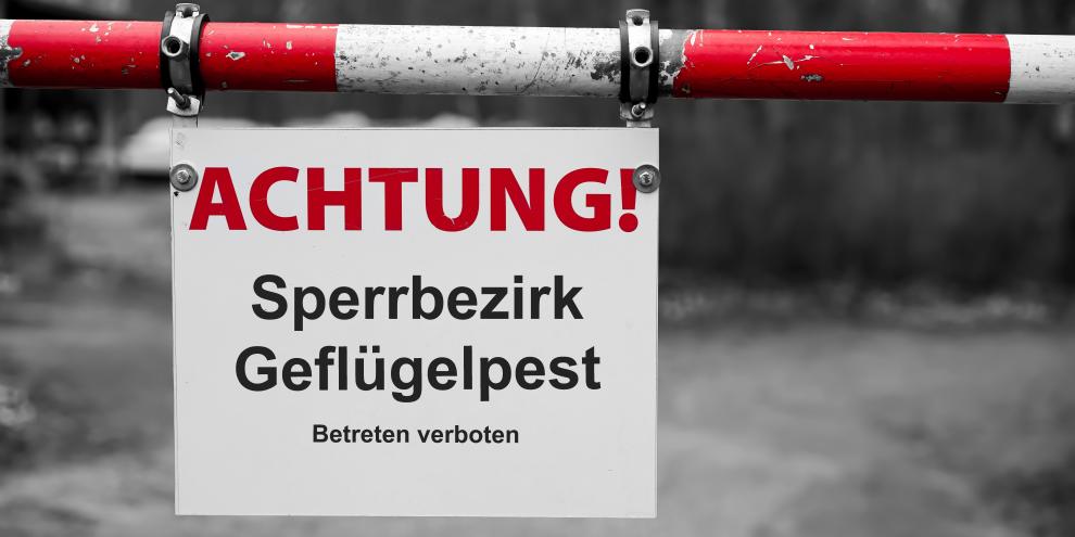 Die Vogelgrippe vom Typ H5N1 breitet sich wieder in Europa aus.