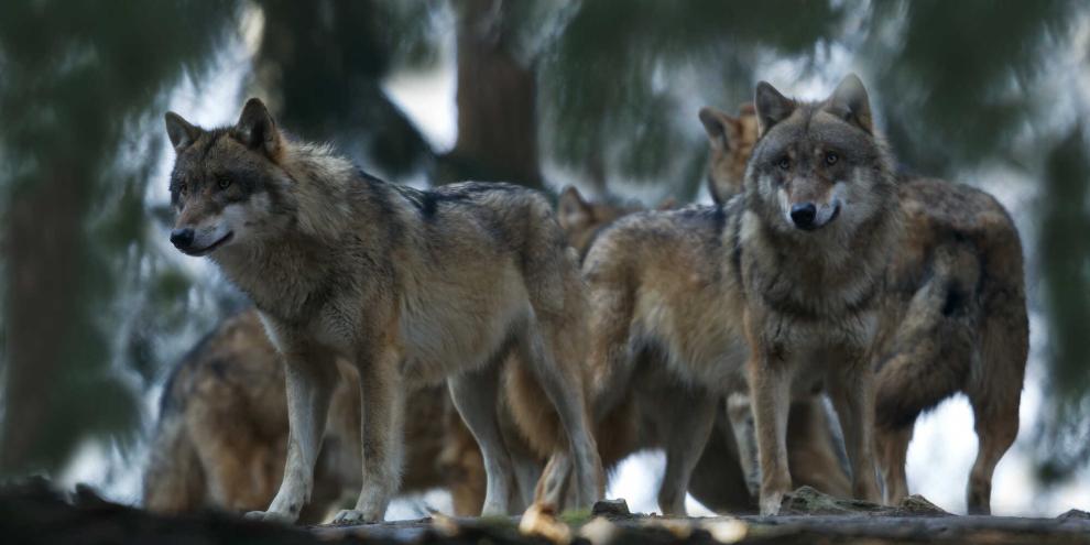 Brandenburgs Umwelt-Ausschuss hat beschlossen, den Wolf als „jagdbares Wild“ ins Jagdgesetz aufzunehmen. (Symbolbild).