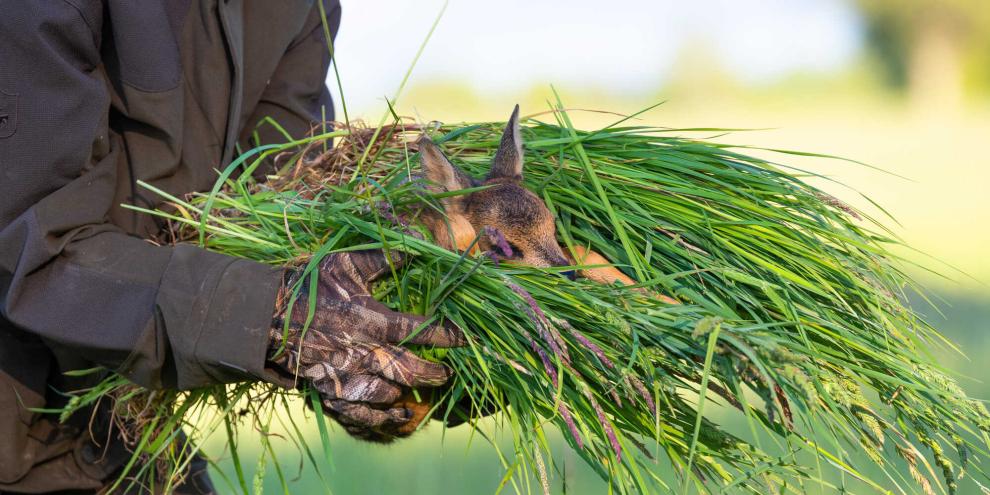 Ein Landwirt musste sich vor Gericht für den Tod dreier Kitze verantworten.