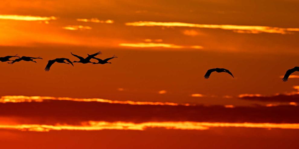 Mit einem KI-gestützten System könnten Ausbrüche der Vogelgrippe künftig vorausgesagt und so eventuell sogar verhindert werden.