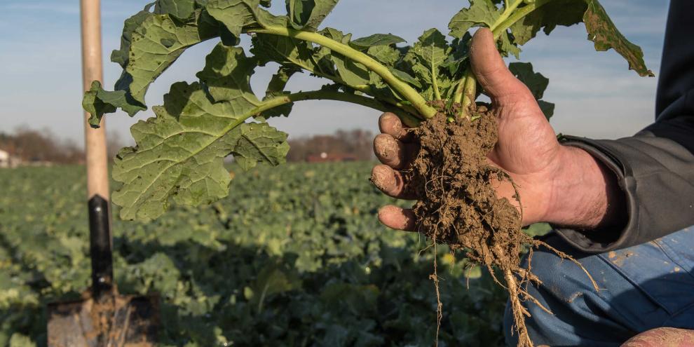 Die Blattmasse – nur der oberirdische Teil der Pflanze – gibt Hinweise darauf, wie die Frühjahrsdüngung beim Raps einzustellen ist.
