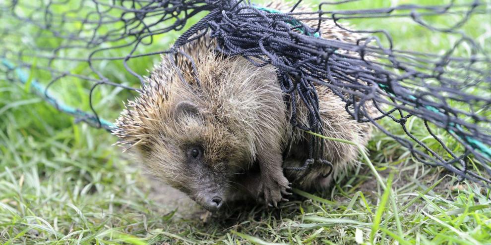 Die Polizei hegt den Verdacht, dass die Männer sogar gewerbsmäßig dem Igelfang nachgingen.