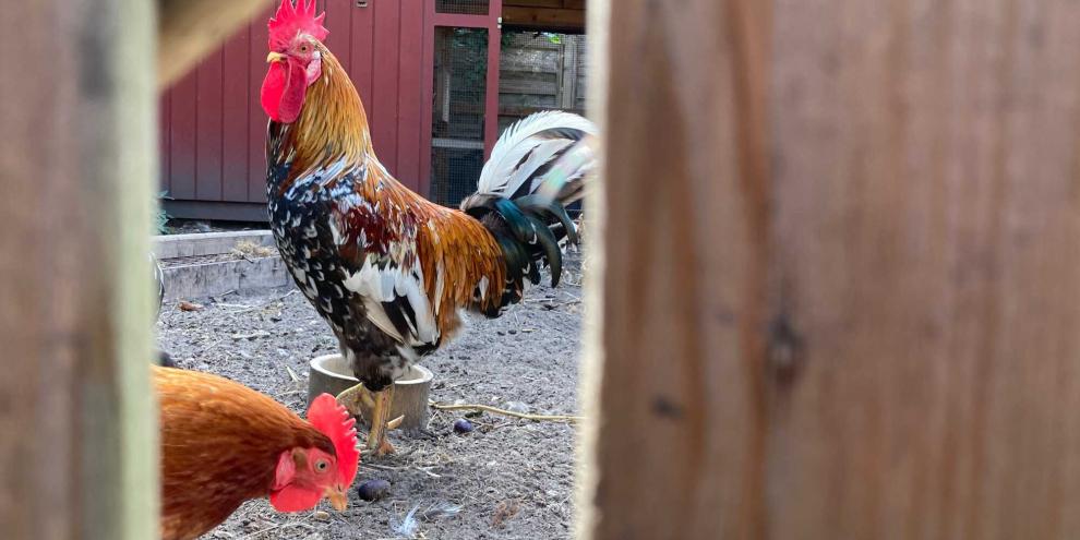 In Deutschland breitet sich die Vogelgrippe aus. Um die weitere Ausbreitung einzudämmen, haben viele Kommunen jetzt eine Stallpflicht für Geflügel verhängt.