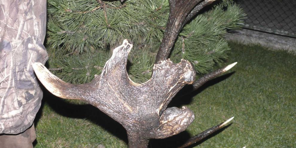 Die vermutete Bastverletzung an den Kronenenden.