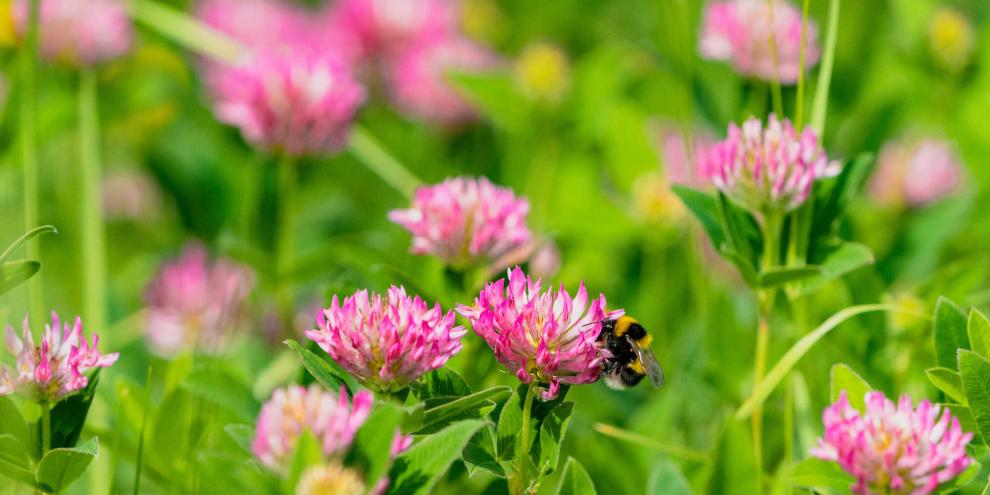Rotklee zählt zu den nützlichsten Wildkräutern im Garten.