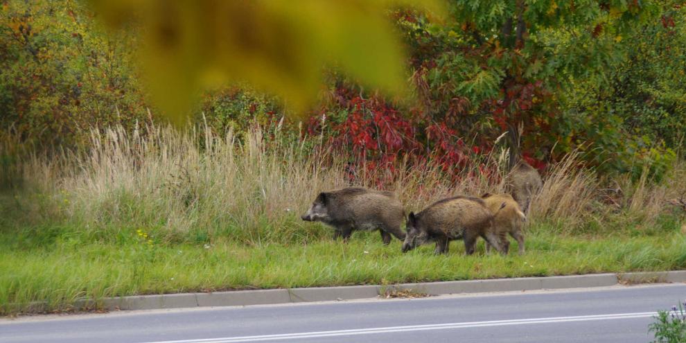 In Röhlingen hat eine Rotte Sauen einer Bankfiliale einen nächtlichen Besuch abgestattet.