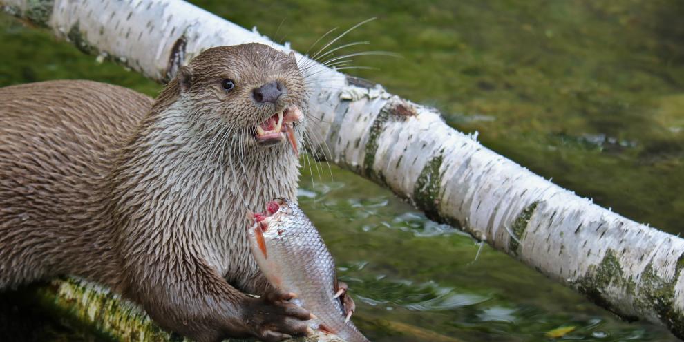 Ein Fischotter frisst einen Fisch.
