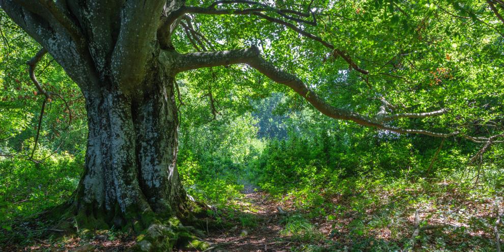 Alte Buchen leiden vermehrt unter Trockenheit. Forscher wollen sie retten.