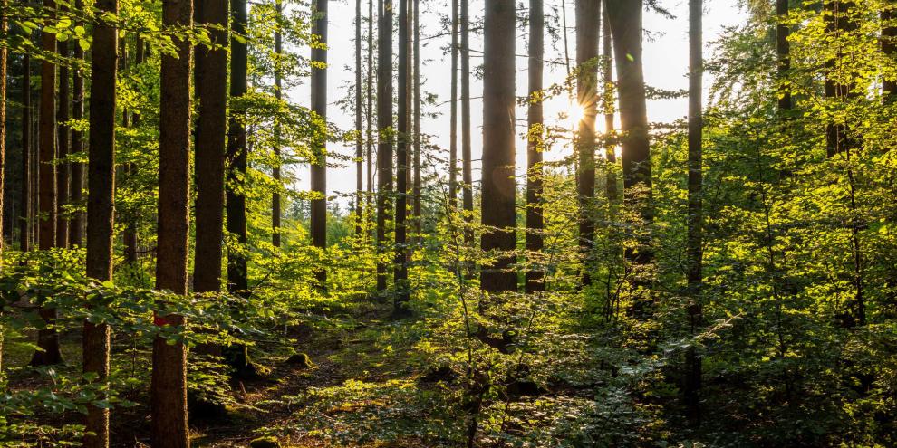 Sonne Hinter Waldstück