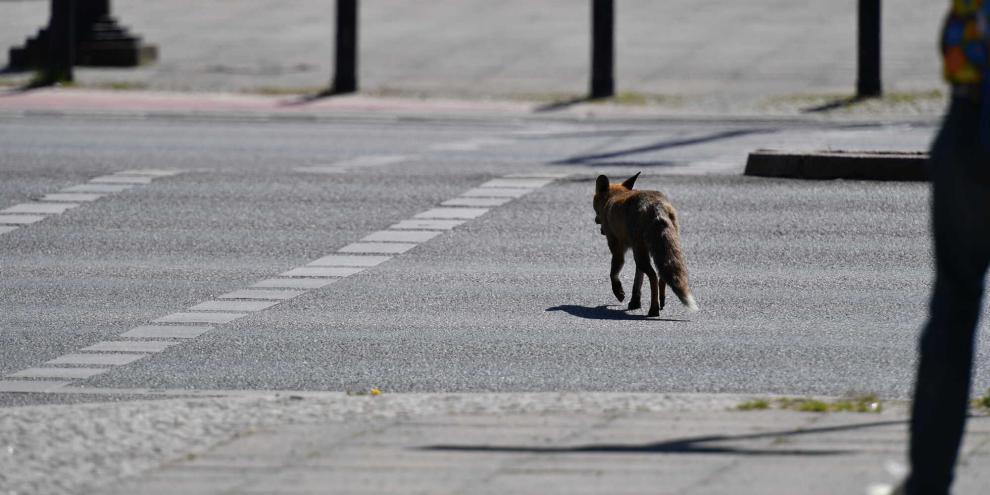 Wer in Berlin Beratung zu Wildtieren braucht, kann sich in Zukunft an das Wildtier-Netzwerk Berlin wenden.