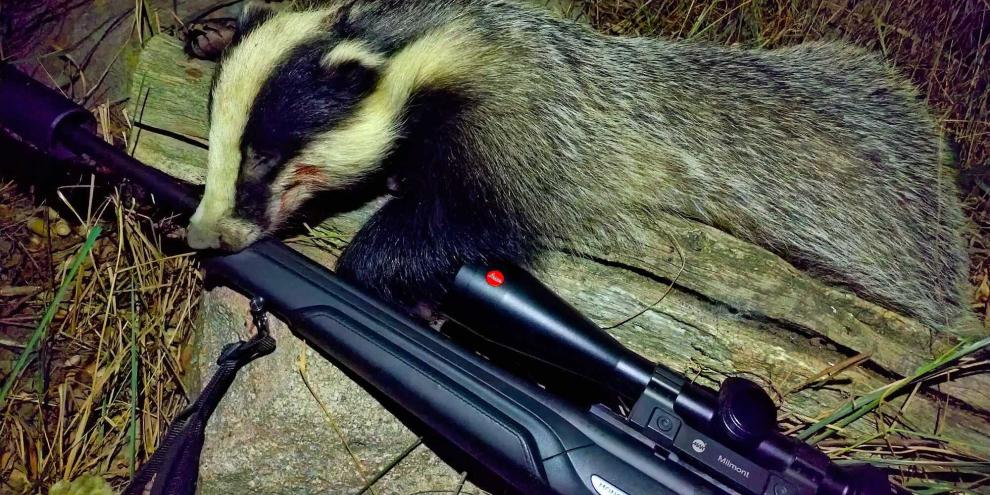 Ein in Mecklenburg-Vorpommern erlegter Dachs. Seit jeher ranken sich Mythen um Schmalzmann, wie der Dachs auch genannt wird.