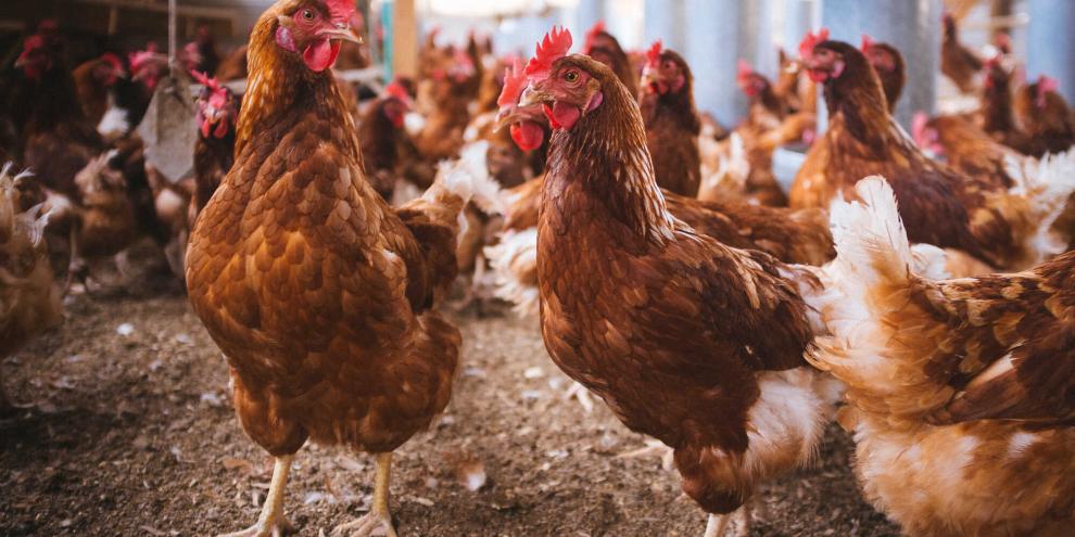 Die Fallzahlen der von der Geflügelpest betroffenen Betriebe steigt in ganz Deutschland rasant an.