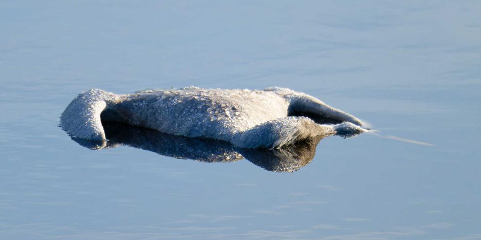 In vielen Regionen Deutschlands grassiert mittlerweile die Vogelgrippe.